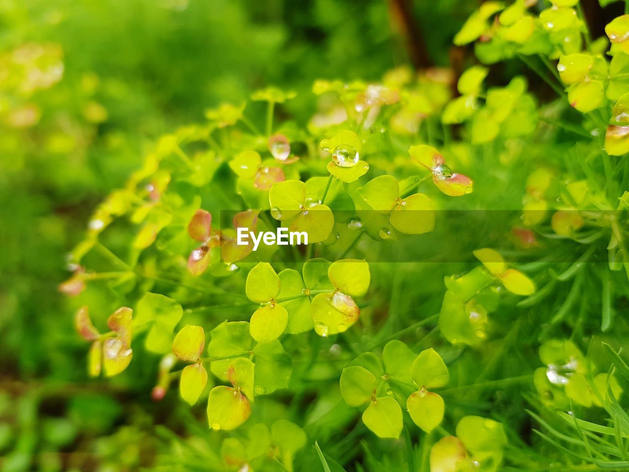 Close-up of wet flowering plant