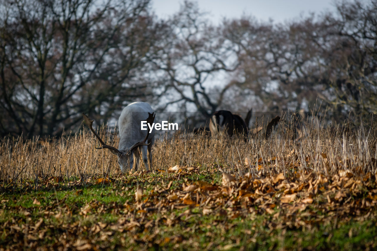 Deer grazing on field