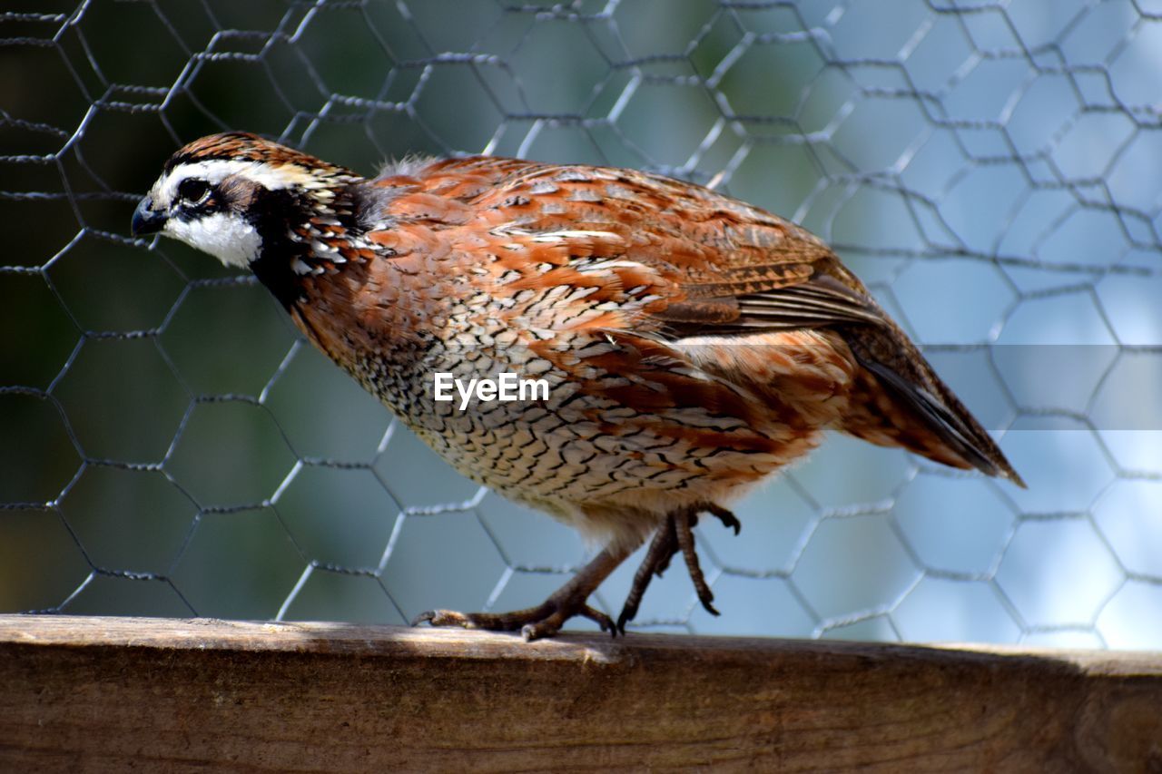 Close-up of bird perching