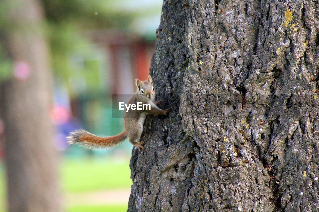 Close-up of squirrel on tree trunk