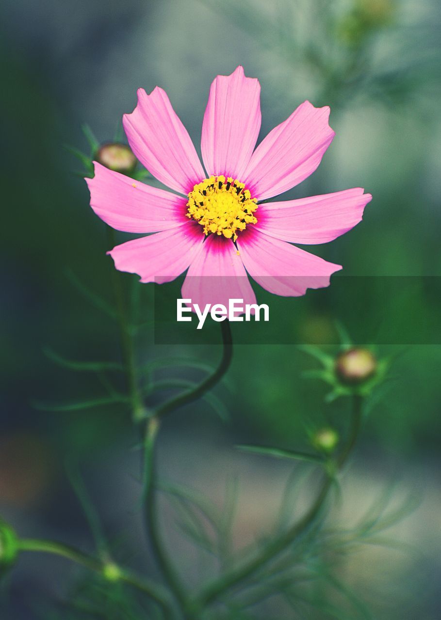 CLOSE-UP OF PINK FLOWER