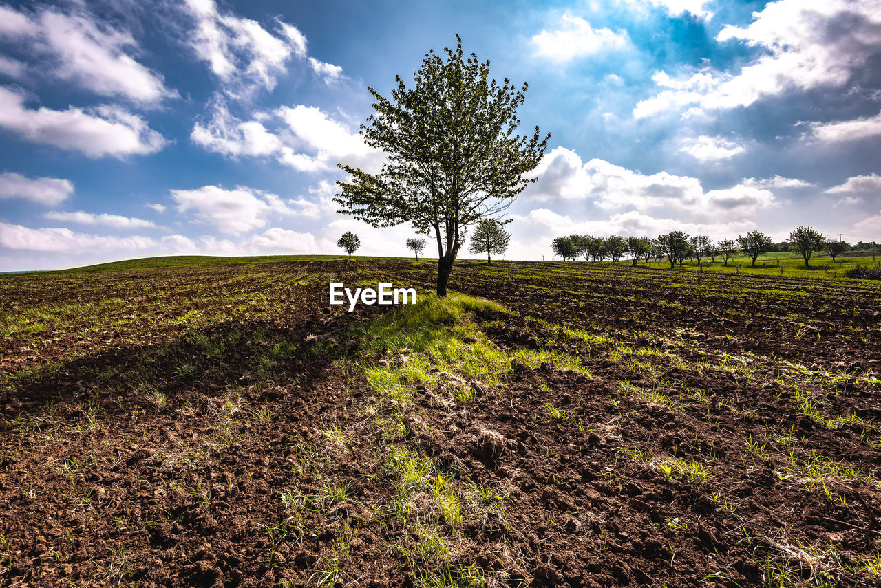 Tree growing on land against sky