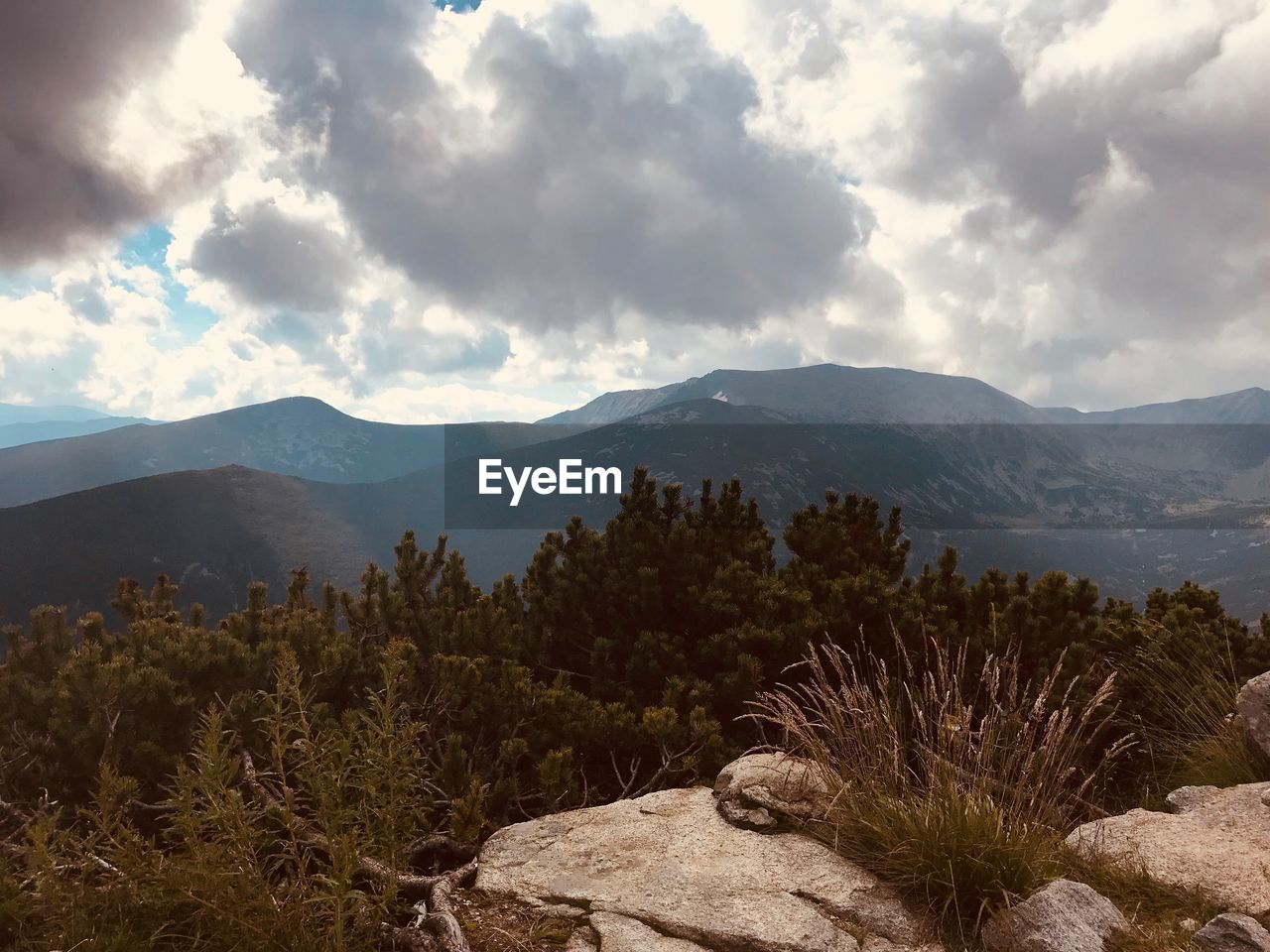 PLANTS AND MOUNTAINS AGAINST SKY