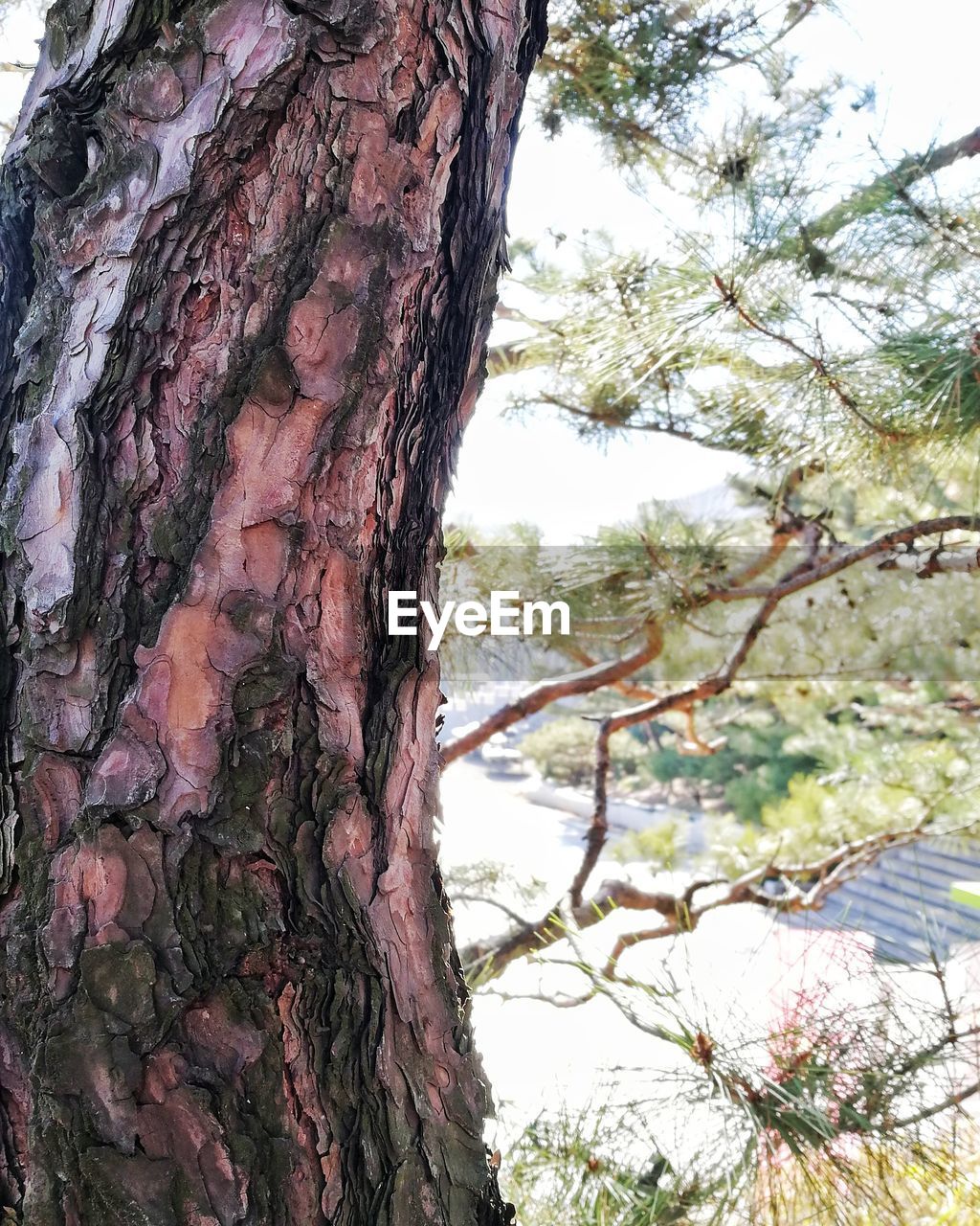 CLOSE-UP OF TREE TRUNK BY PLANTS