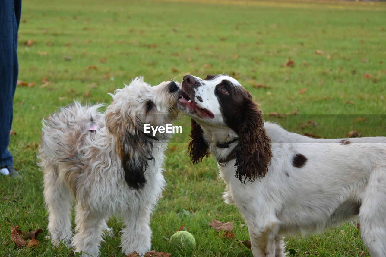 VIEW OF DOGS ON FIELD