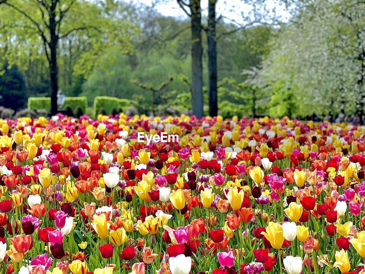 plant, flower, flowering plant, beauty in nature, freshness, growth, nature, tree, tulip, fragility, flowerbed, land, multi colored, springtime, field, no people, day, flower head, abundance, park, tranquility, inflorescence, landscape, yellow, garden, park - man made space, outdoors, botany, scenics - nature, blossom, petal, environment, red, close-up, tranquil scene, pink, focus on foreground, vibrant color, ornamental garden, formal garden, green, sunlight