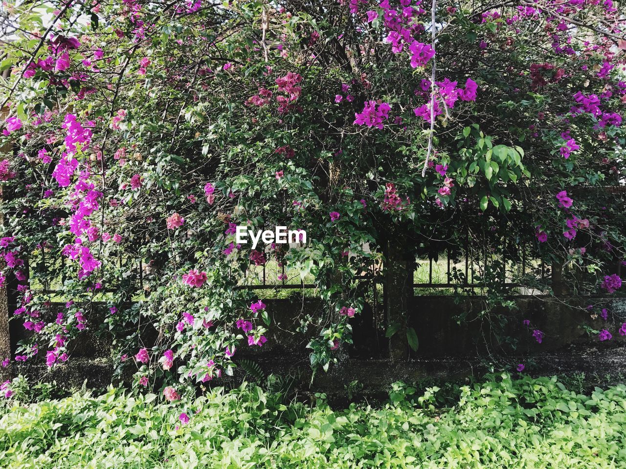 FULL FRAME SHOT OF FLOWERS