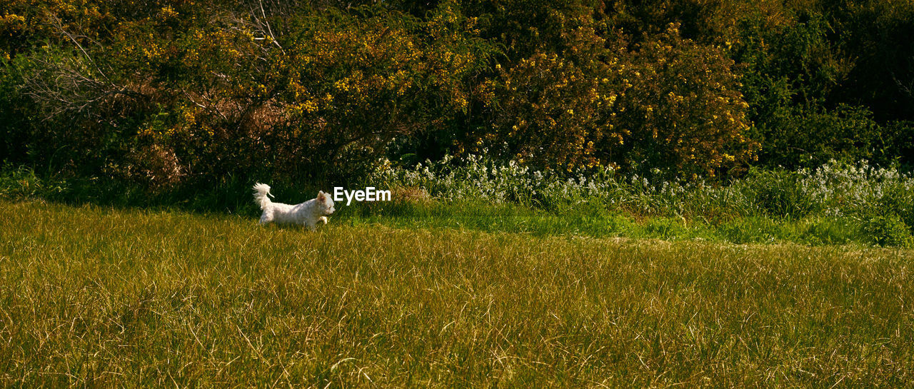 VIEW OF DOG ON GRASSY FIELD