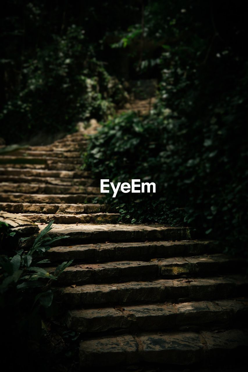 Steps amidst trees