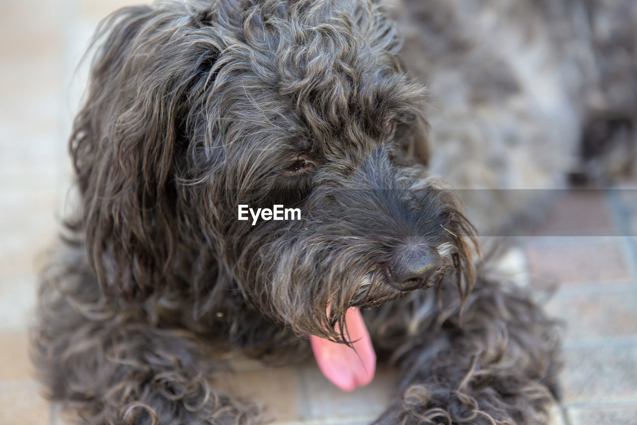 CLOSE-UP PORTRAIT OF DOG WITH MOUTH OPEN