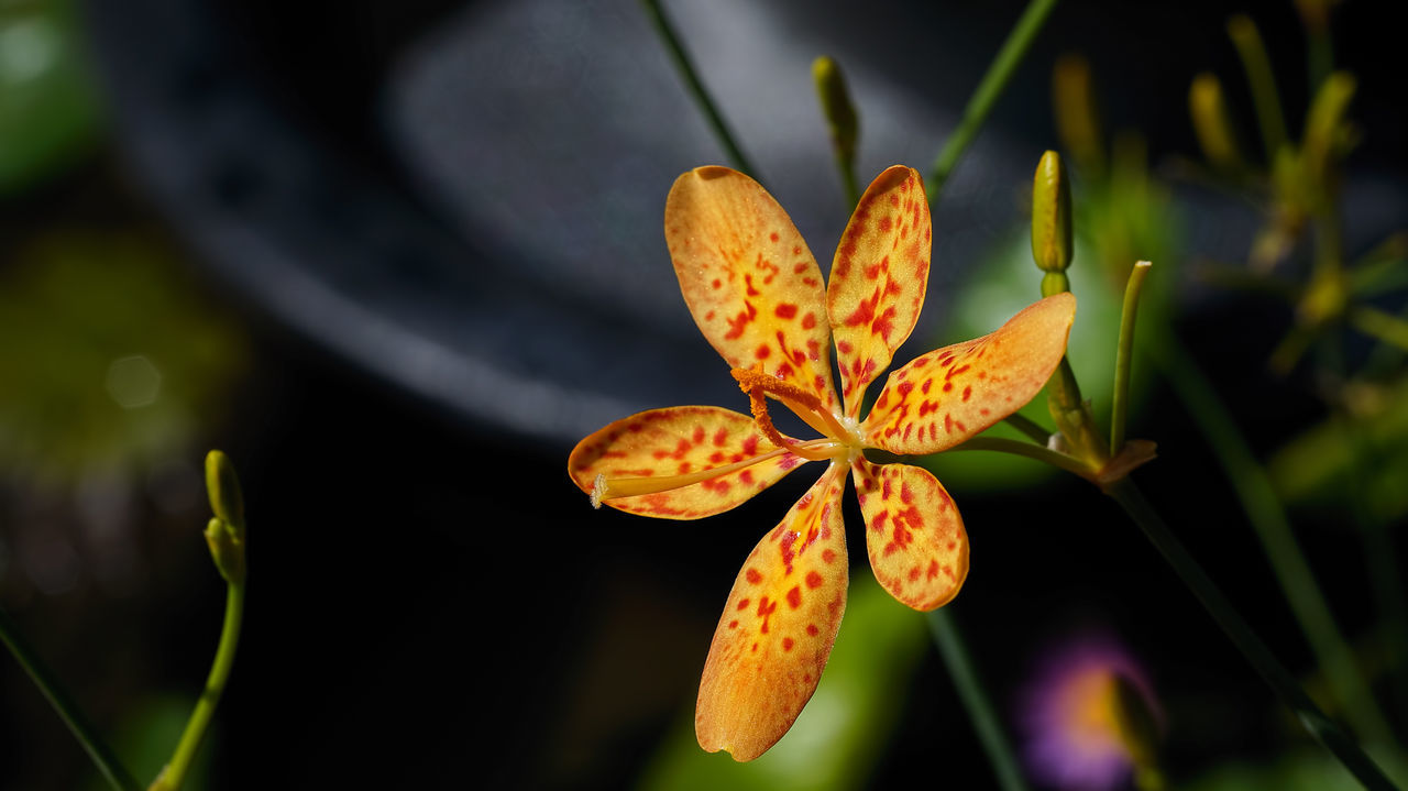 Close-up of lily blooming outdoors