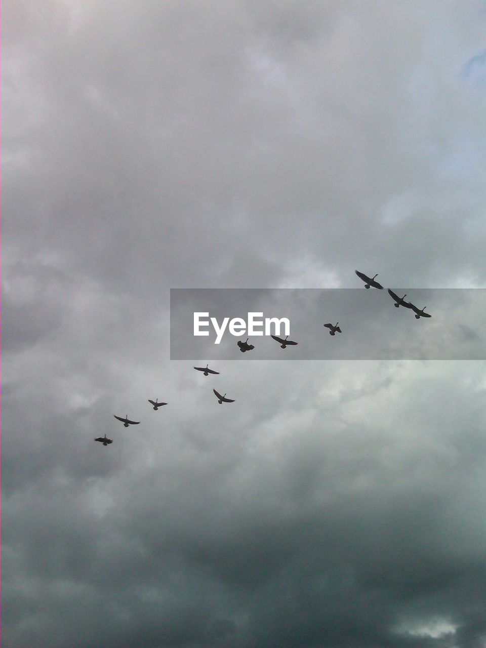 Low angle view bird against cloudy sky