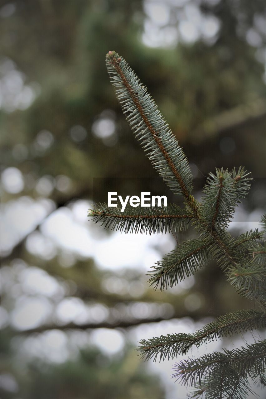 Close-up of pine tree