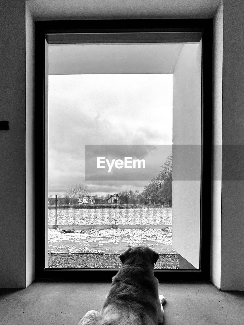 Rear view of dog looking through window