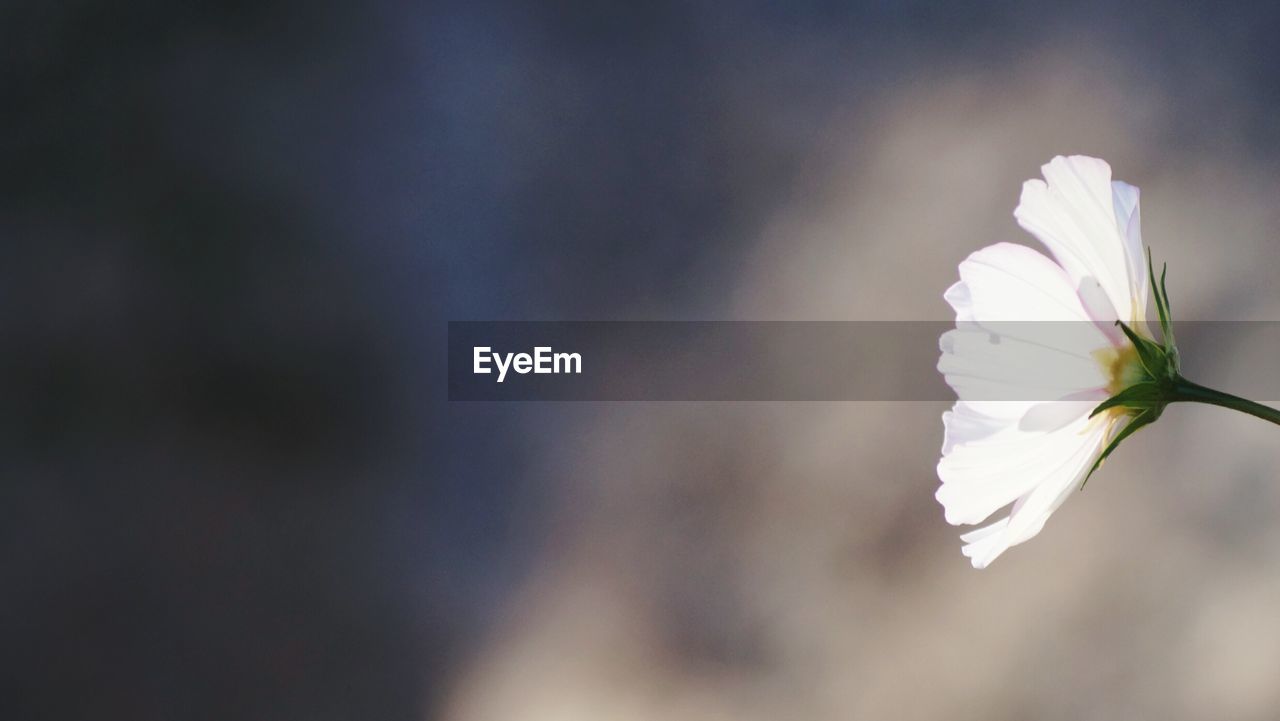 Close-up of white flower blooming outdoors