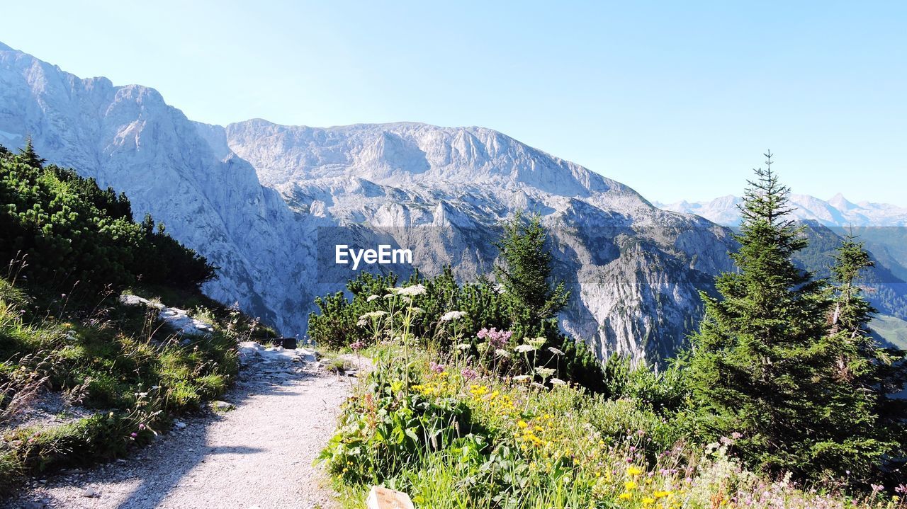 PANORAMIC SHOT OF TREES ON MOUNTAIN AGAINST SKY