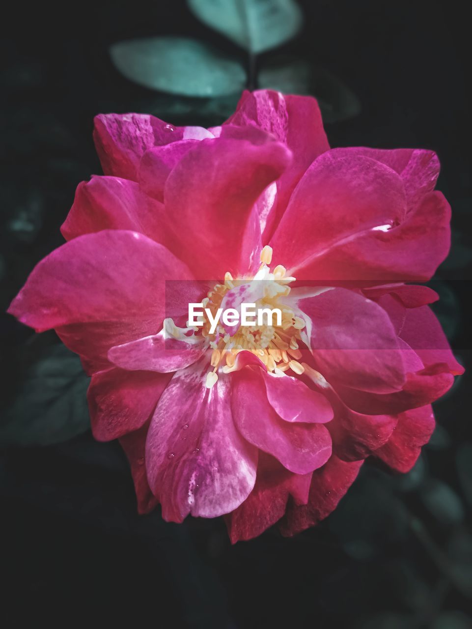 CLOSE-UP OF PINK ROSE WITH PURPLE FLOWER