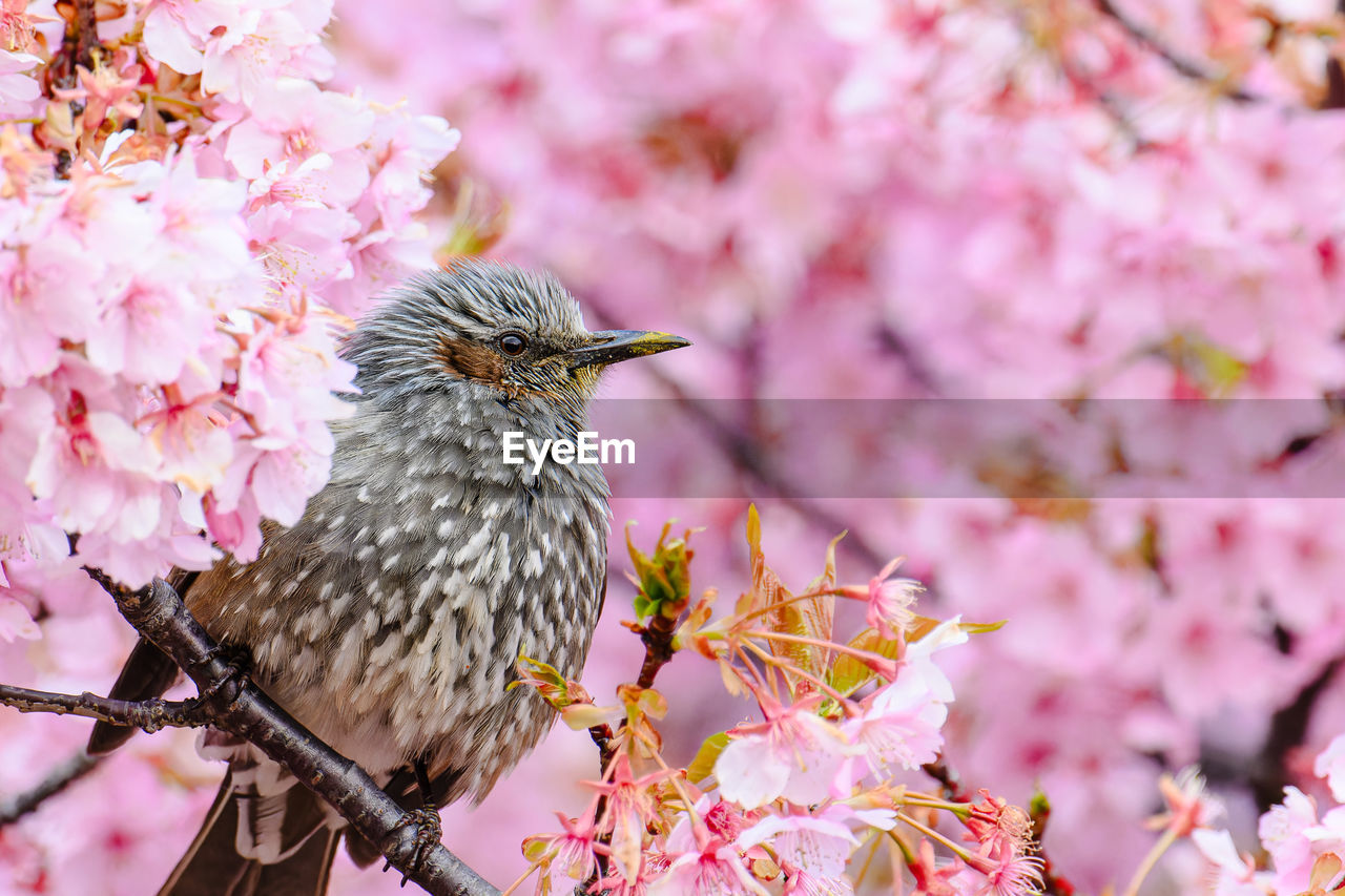 low angle view of bird perching on plant