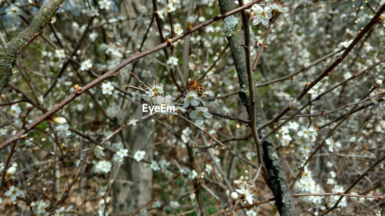 CLOSE-UP OF WHITE FLOWERING PLANT ON TREE