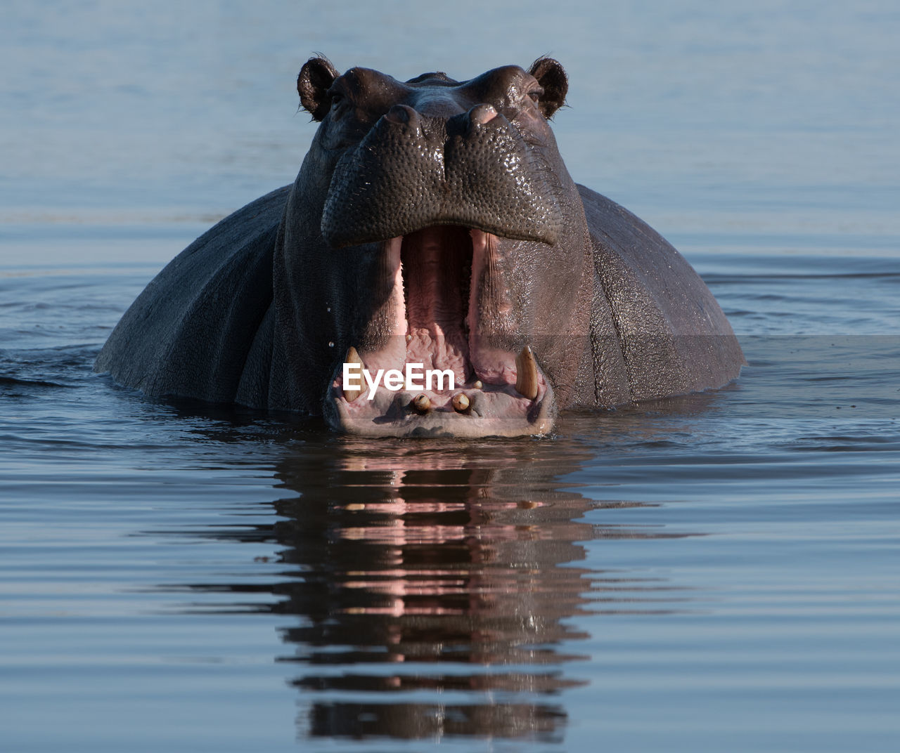 CLOSE-UP OF TURTLE IN RIVER