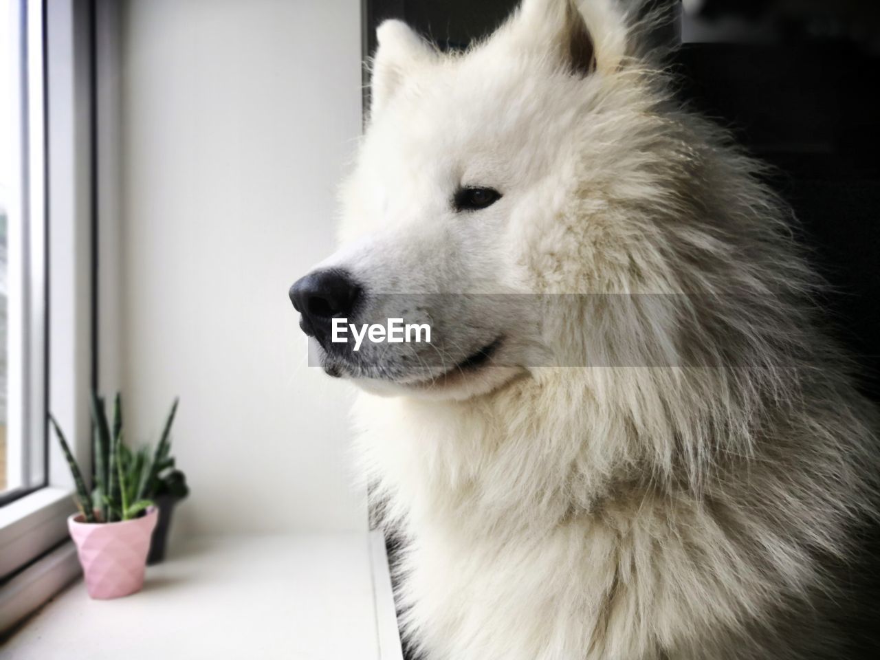 Close-up of dog looking away
