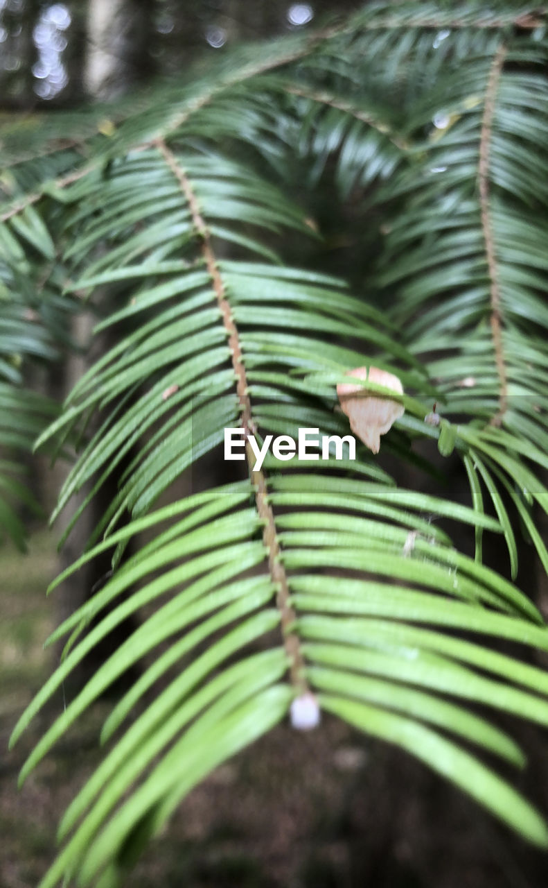 Close-up of palm tree leaves