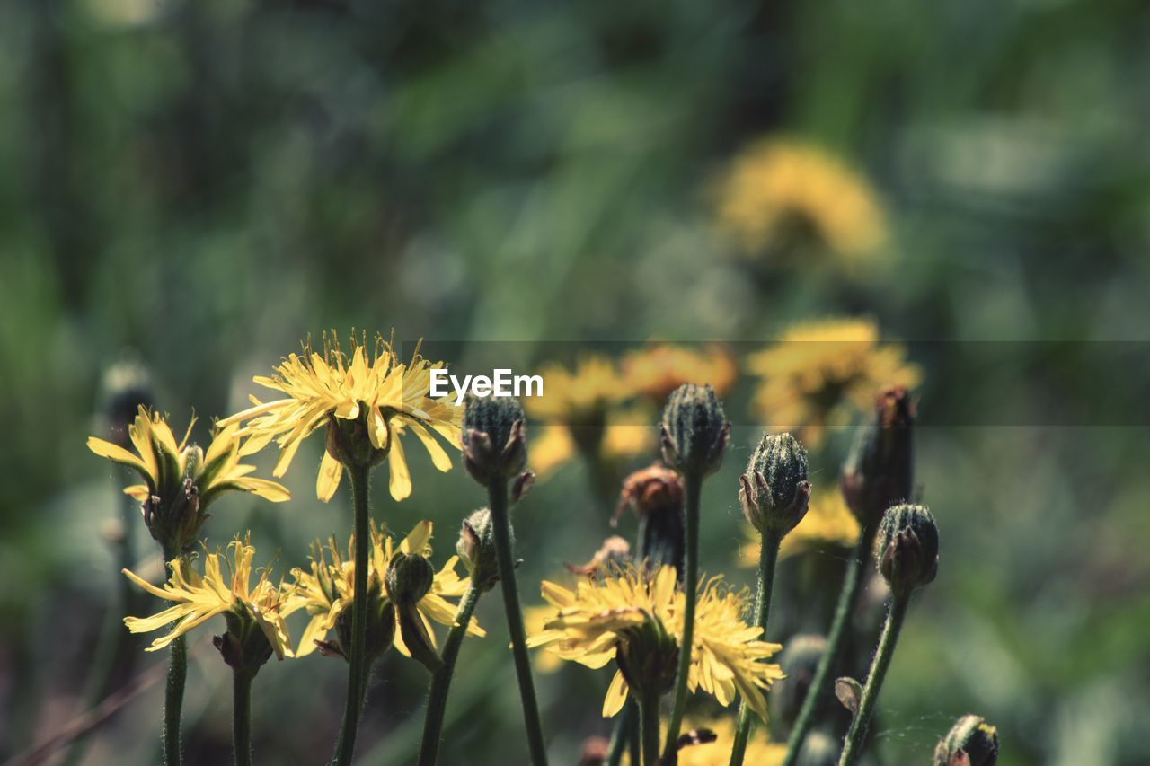 Close-up of yellow flowering plants