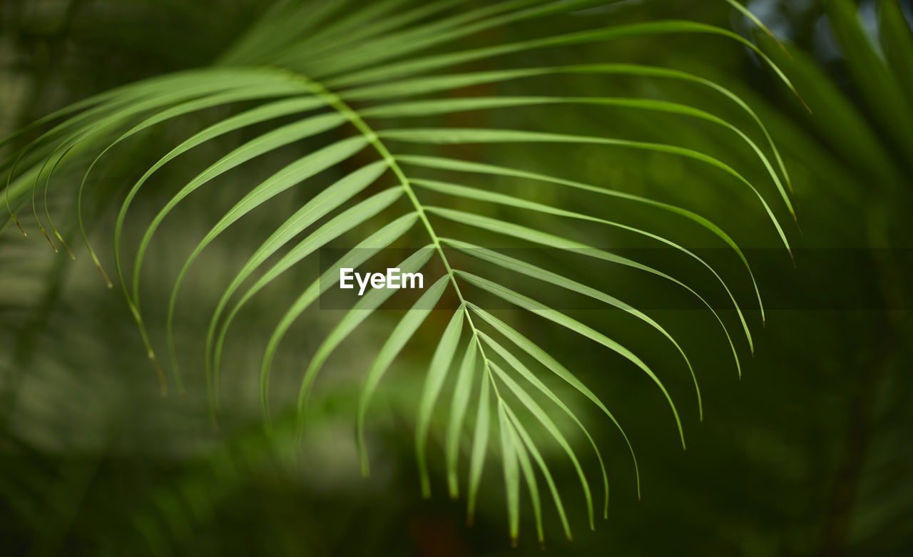 green, plant, leaf, plant part, growth, tree, beauty in nature, palm tree, nature, palm leaf, tropical climate, no people, close-up, jungle, frond, sunlight, branch, flower, tropics, plant stem, forest, vegetation, day, outdoors, tranquility, rainforest, freshness, focus on foreground, macro photography, environment, land, grass, lush foliage, botany, foliage, selective focus, fern