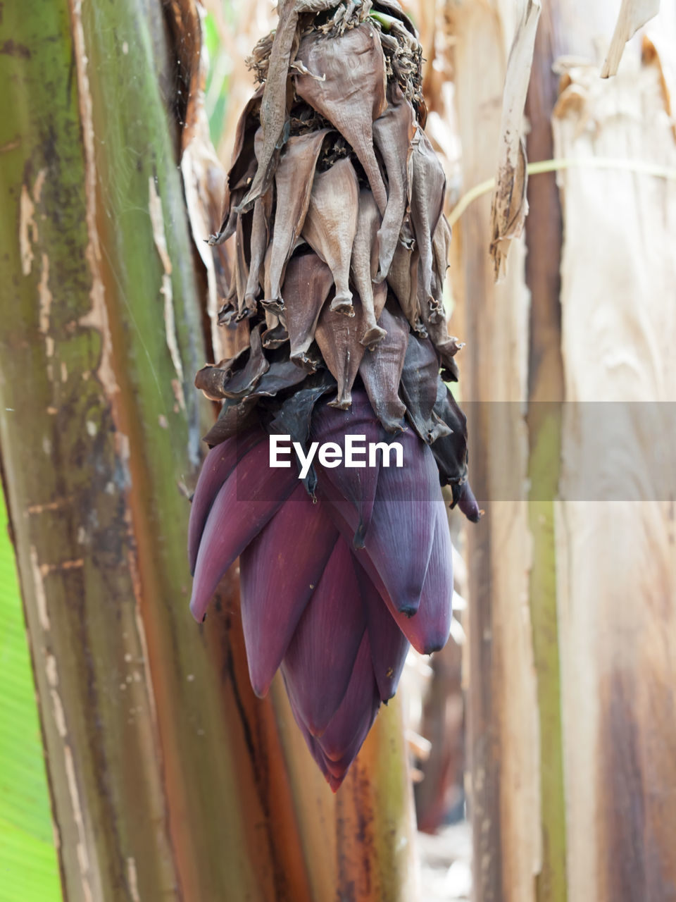 Close-up of banana flower