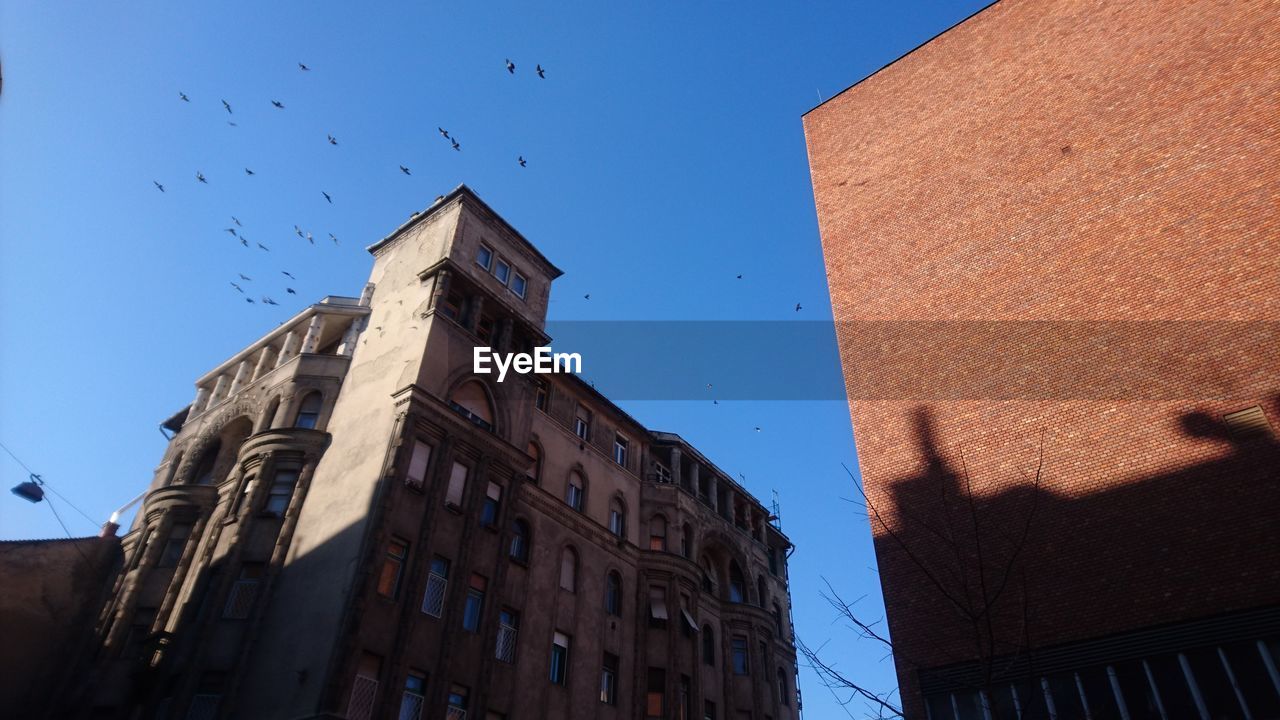 LOW ANGLE VIEW OF BIRD FLYING AGAINST SKY