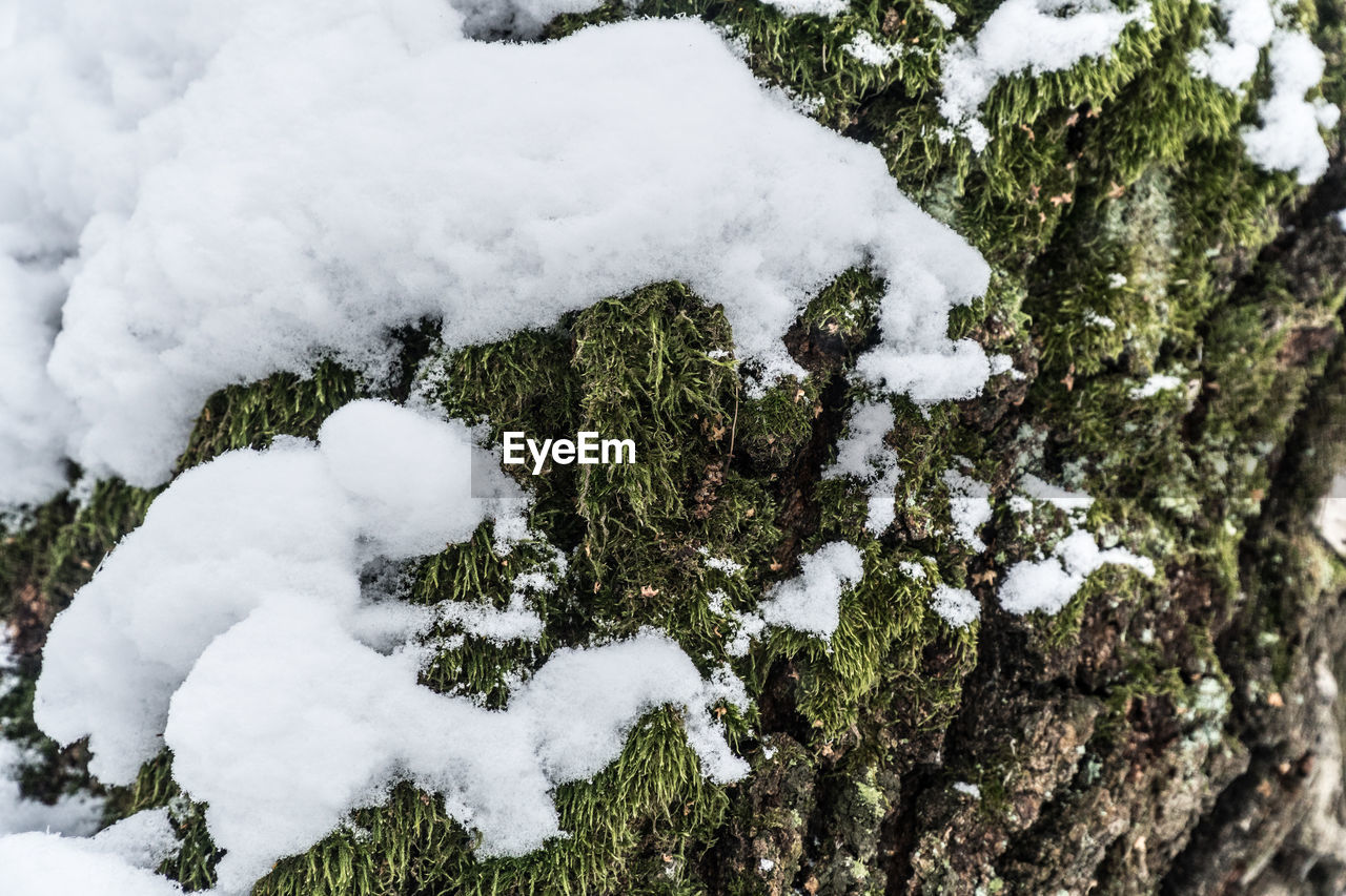 Tree bark - stem covered with moos and snow