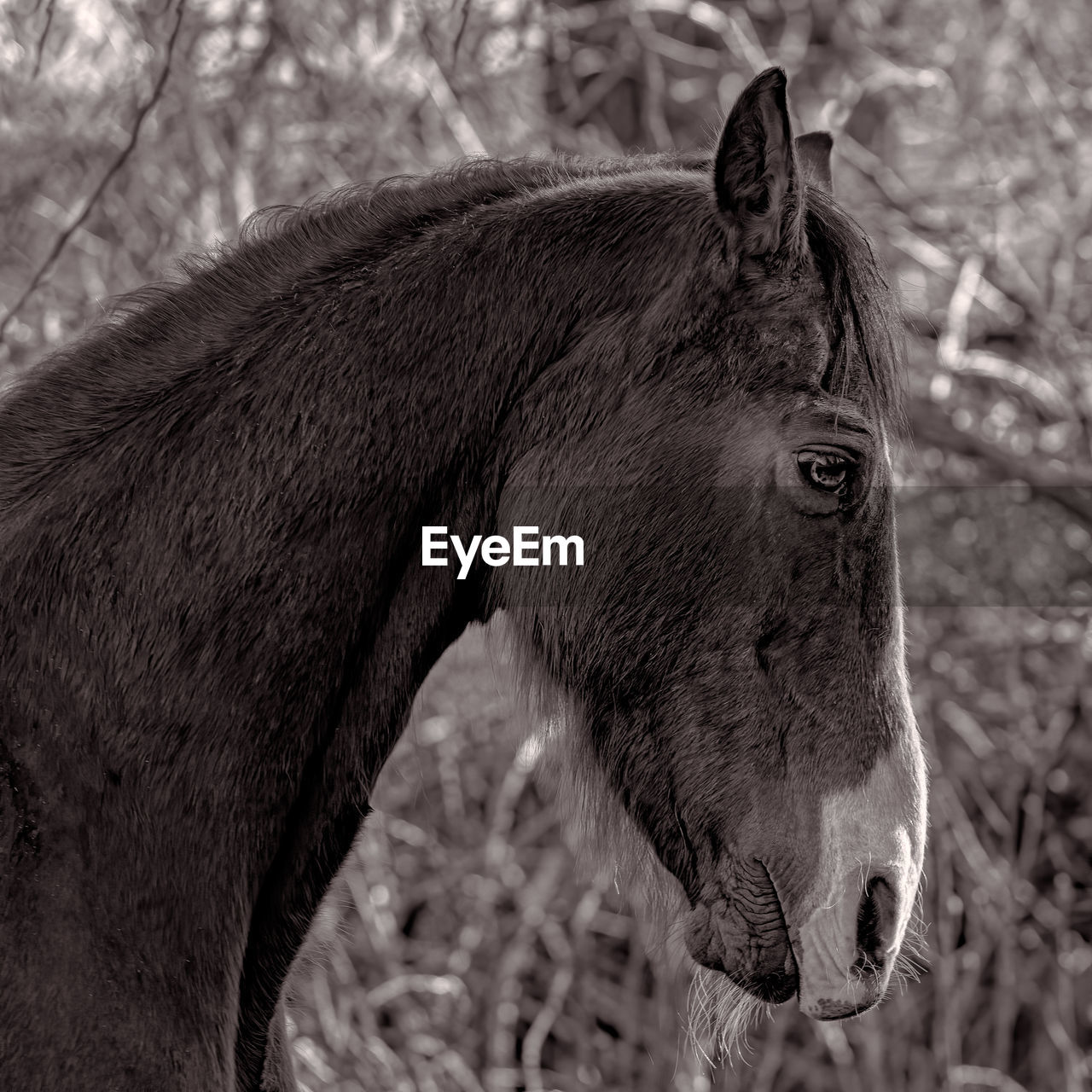 CLOSE-UP OF A HORSE