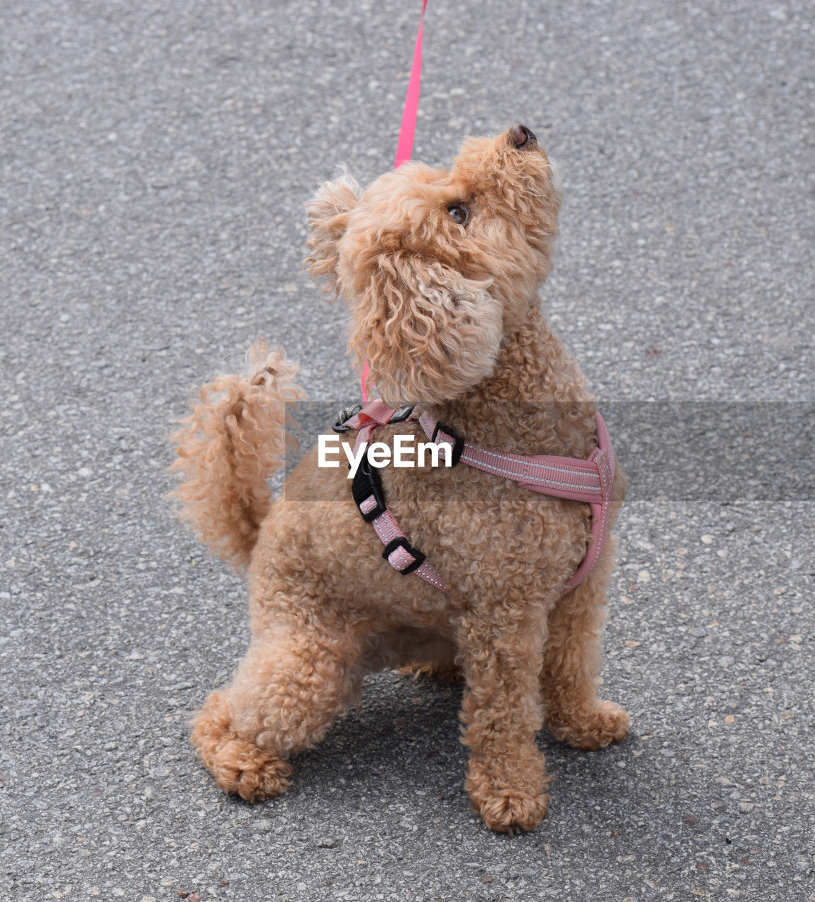 animal, animal themes, mammal, canine, dog, pet, one animal, domestic animals, brown, leash, no people, poodle, teddy bear, collar, day, pet leash, toy poodle, full length, city, lap dog, pet collar, road, cute, toy