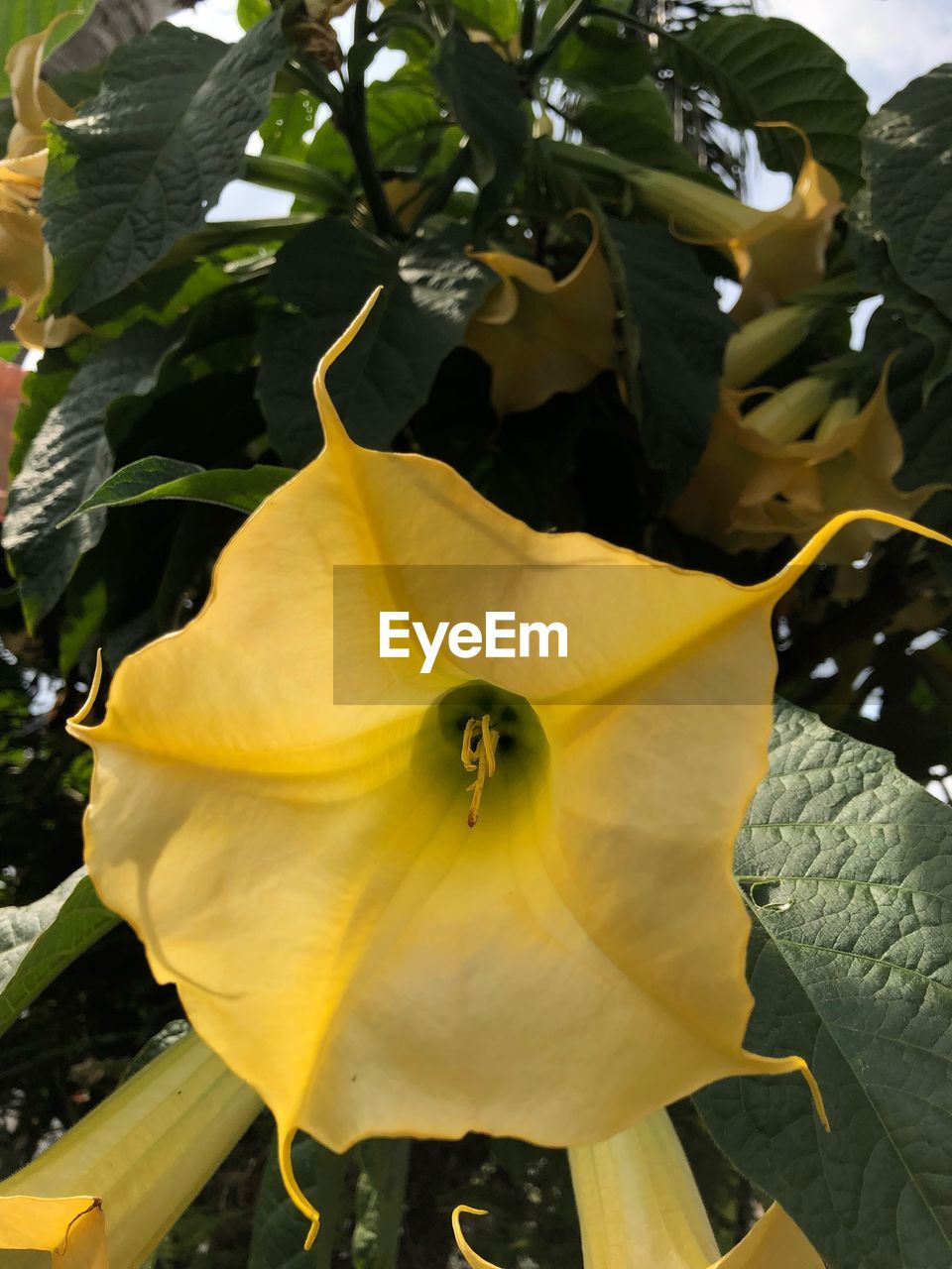 CLOSE-UP OF YELLOW FLOWERING PLANTS