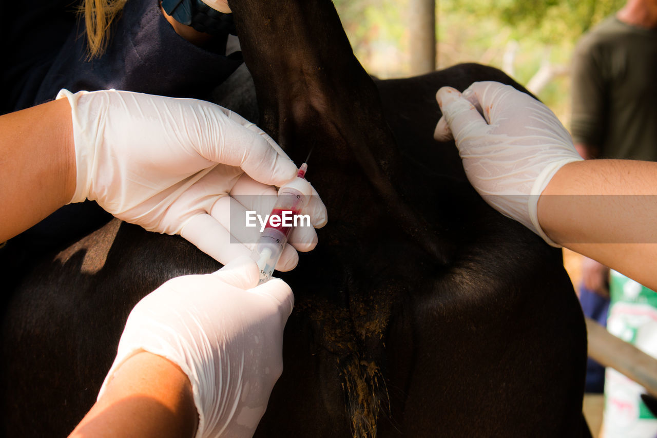 Midsection of vet injecting syringe to cow