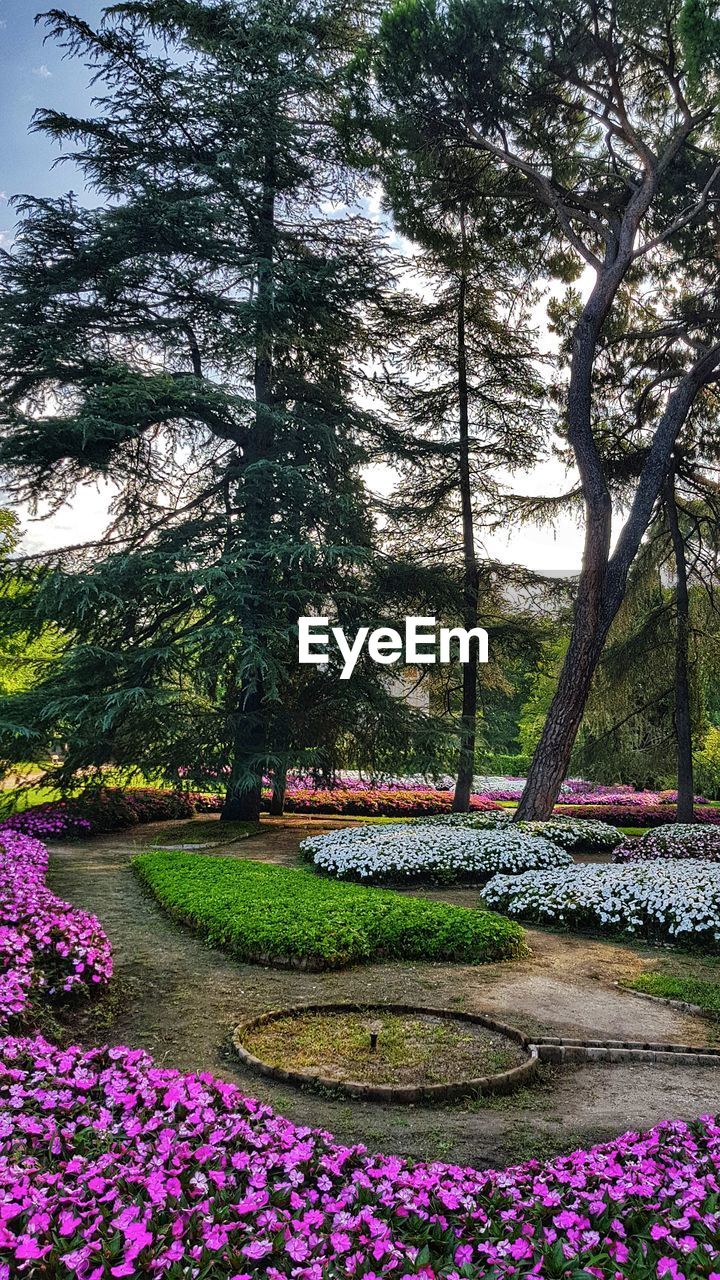 VIEW OF FLOWERING PLANTS IN GARDEN