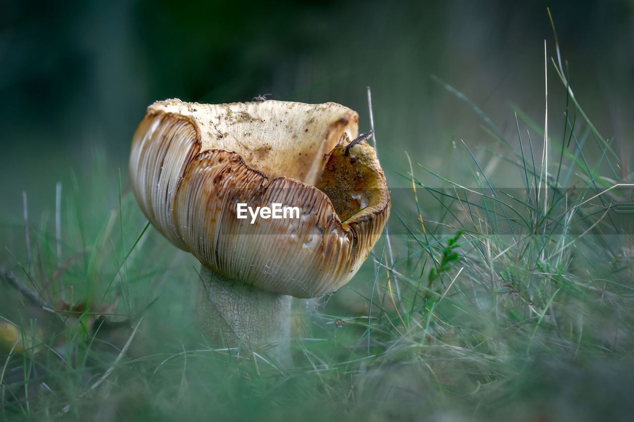 Close-up of mushroom growing on field