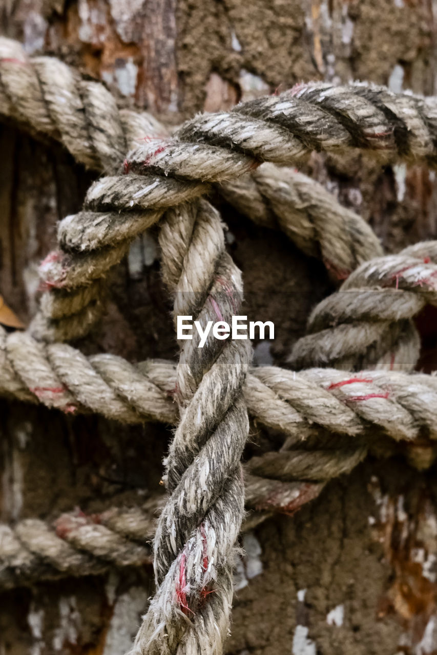 Close-up of ropes wrapped on tree trunk