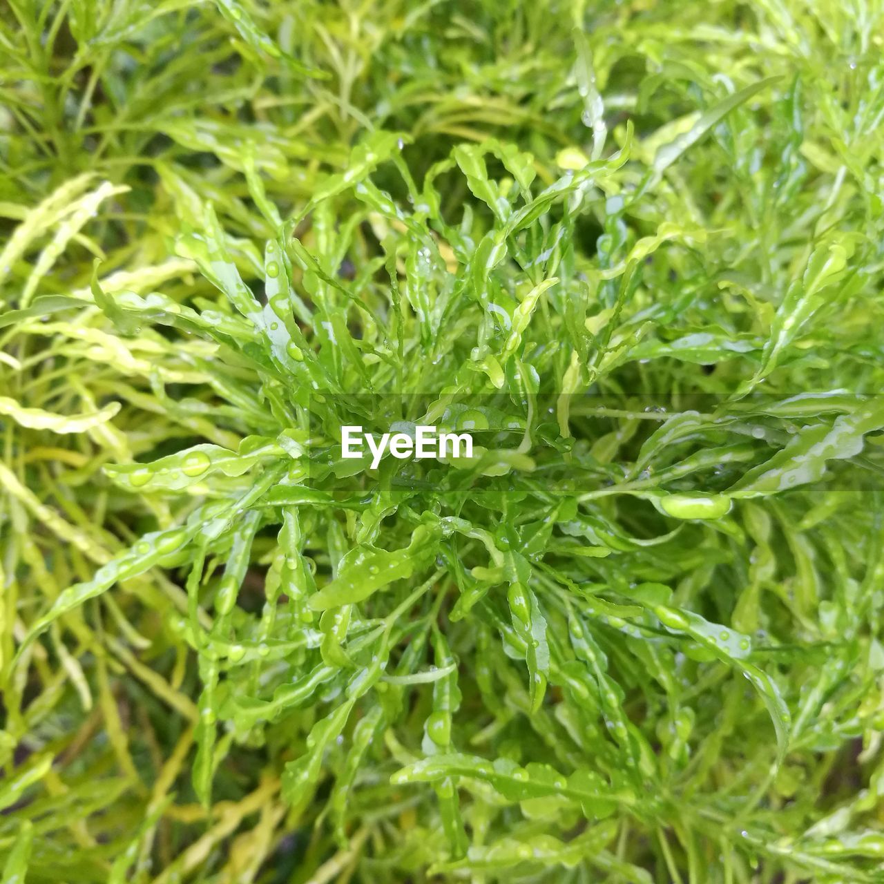 CLOSE-UP OF PLANT GROWING IN SUNLIGHT