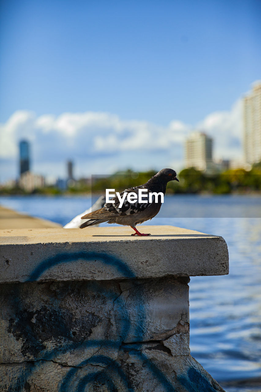 SEAGULL PERCHING ON RETAINING WALL