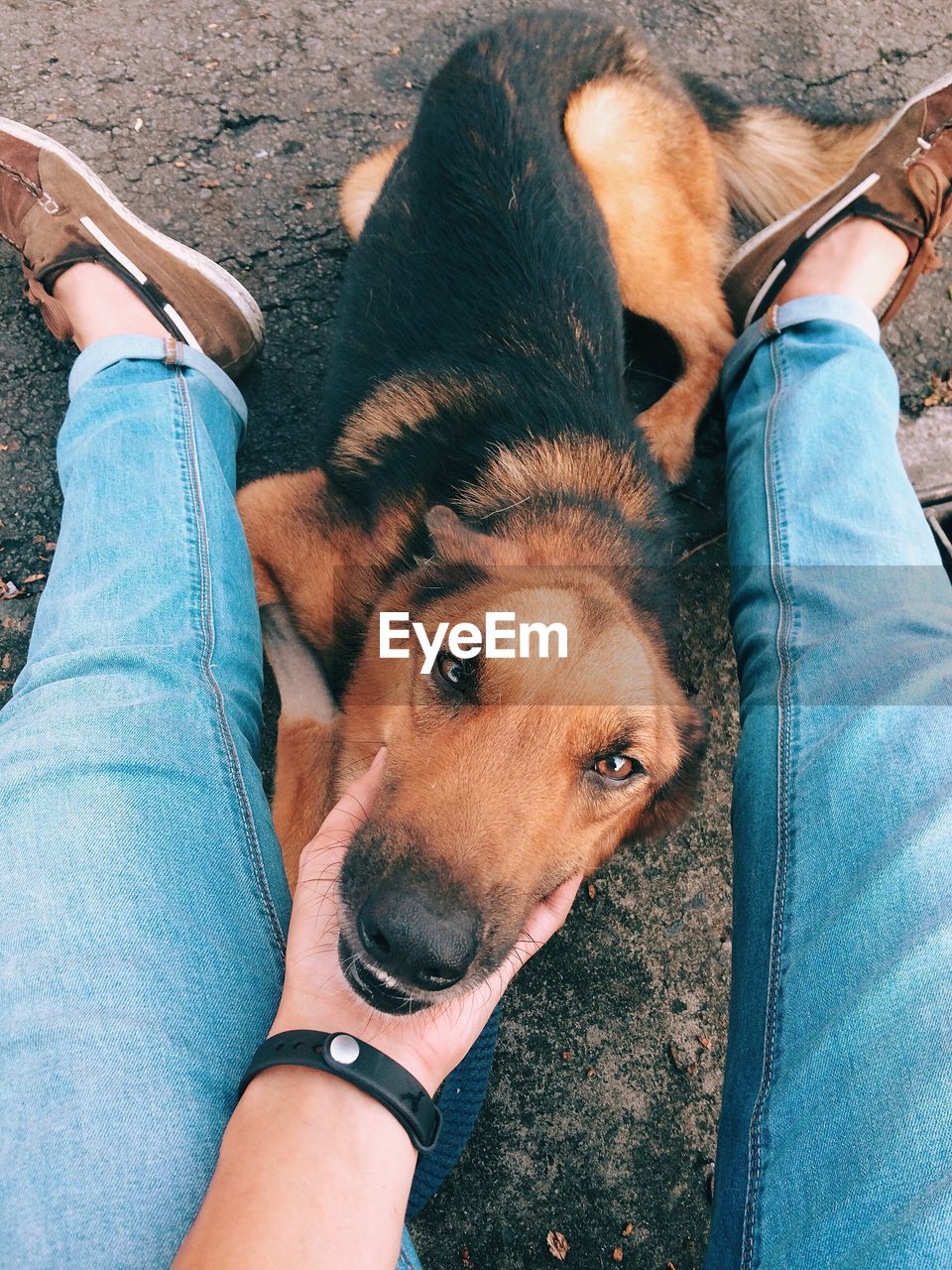 Low section of person stroking german shepherd on street