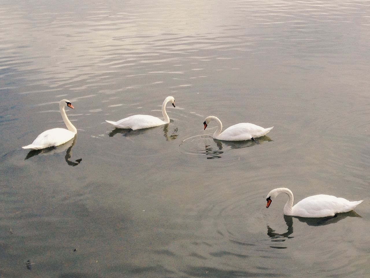 Swans floating on water