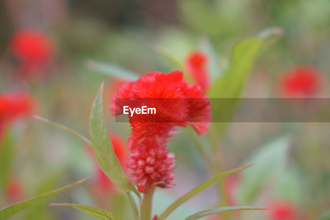 CLOSE-UP OF RED FLOWERING PLANTS