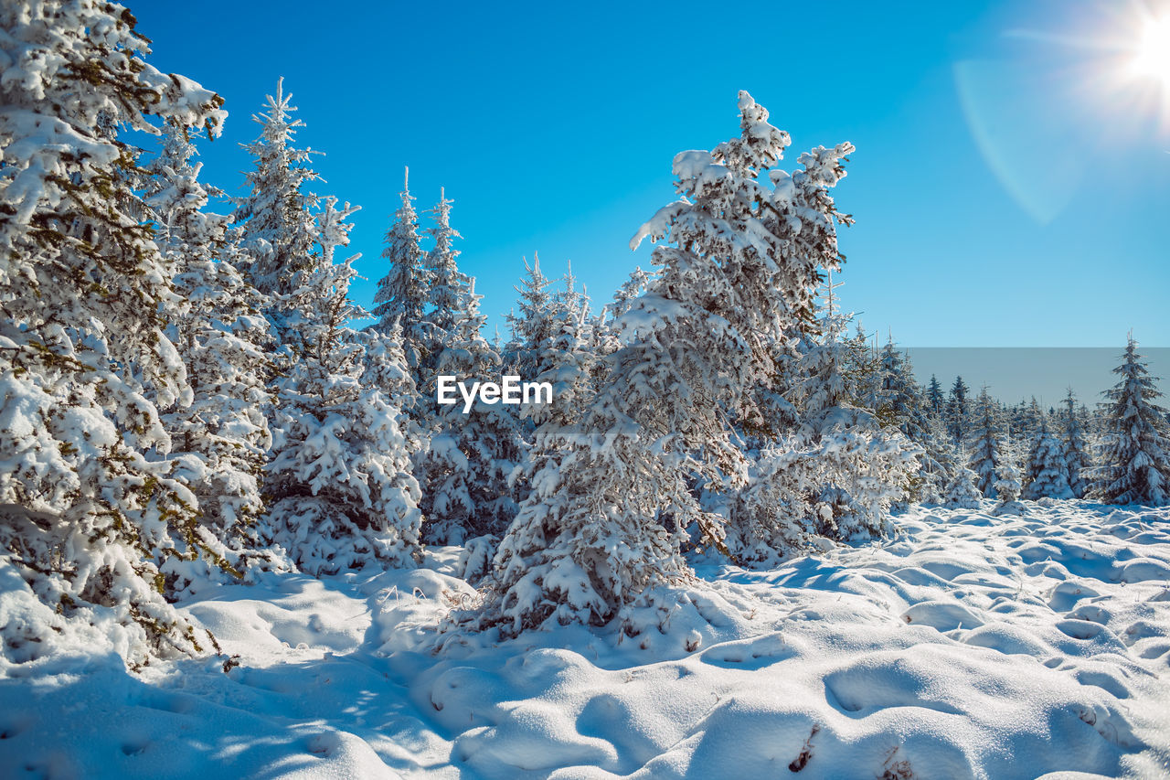 Snow covered trees against clear sky