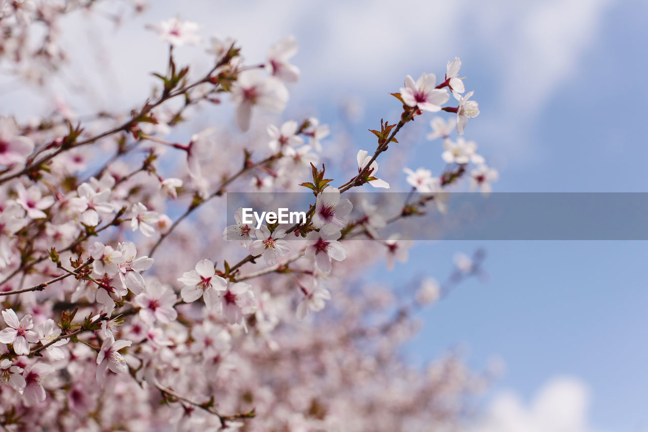 Beautiful cherry blossom during spring season in japan