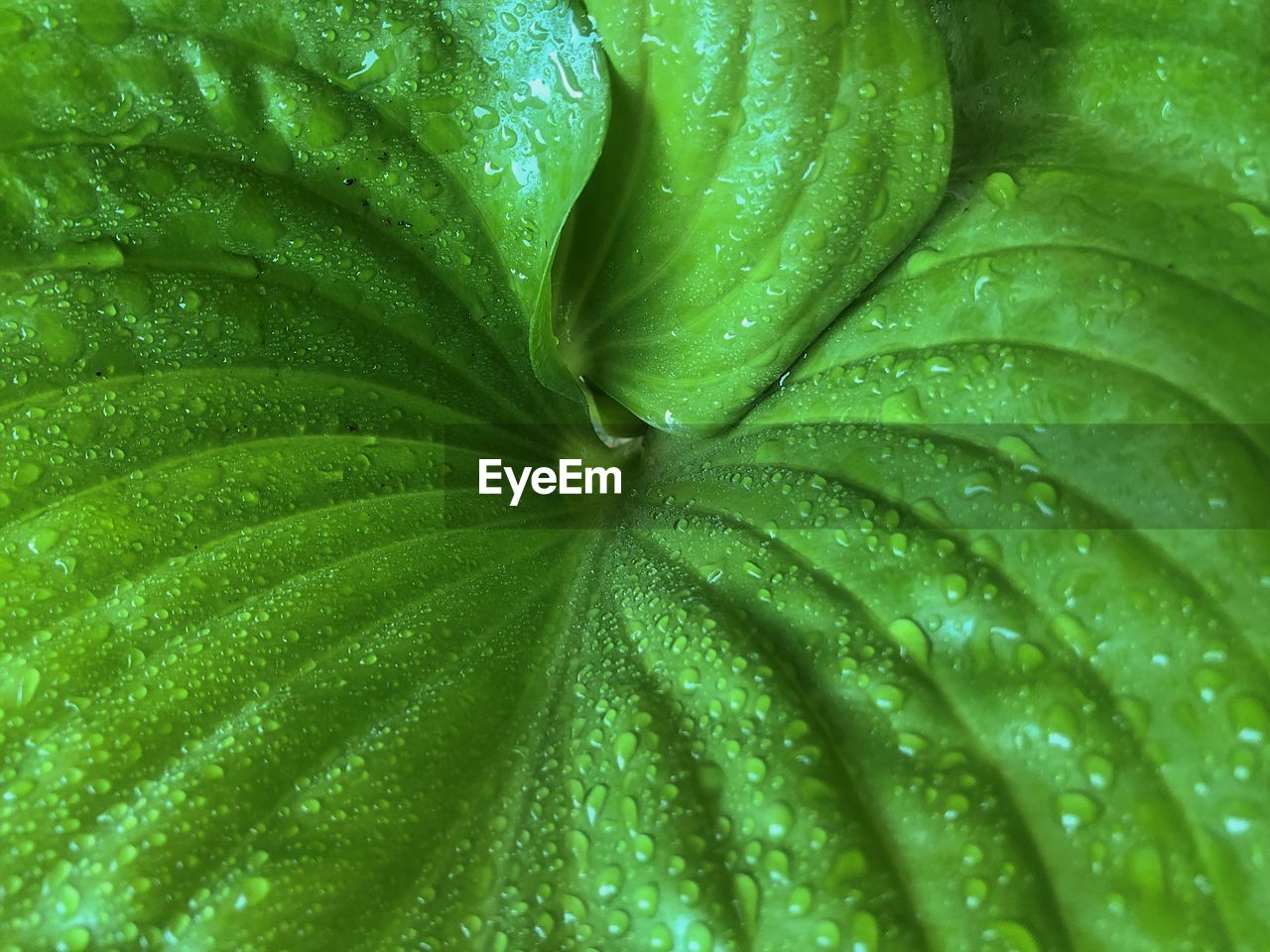 CLOSE-UP OF RAINDROPS ON LEAVES