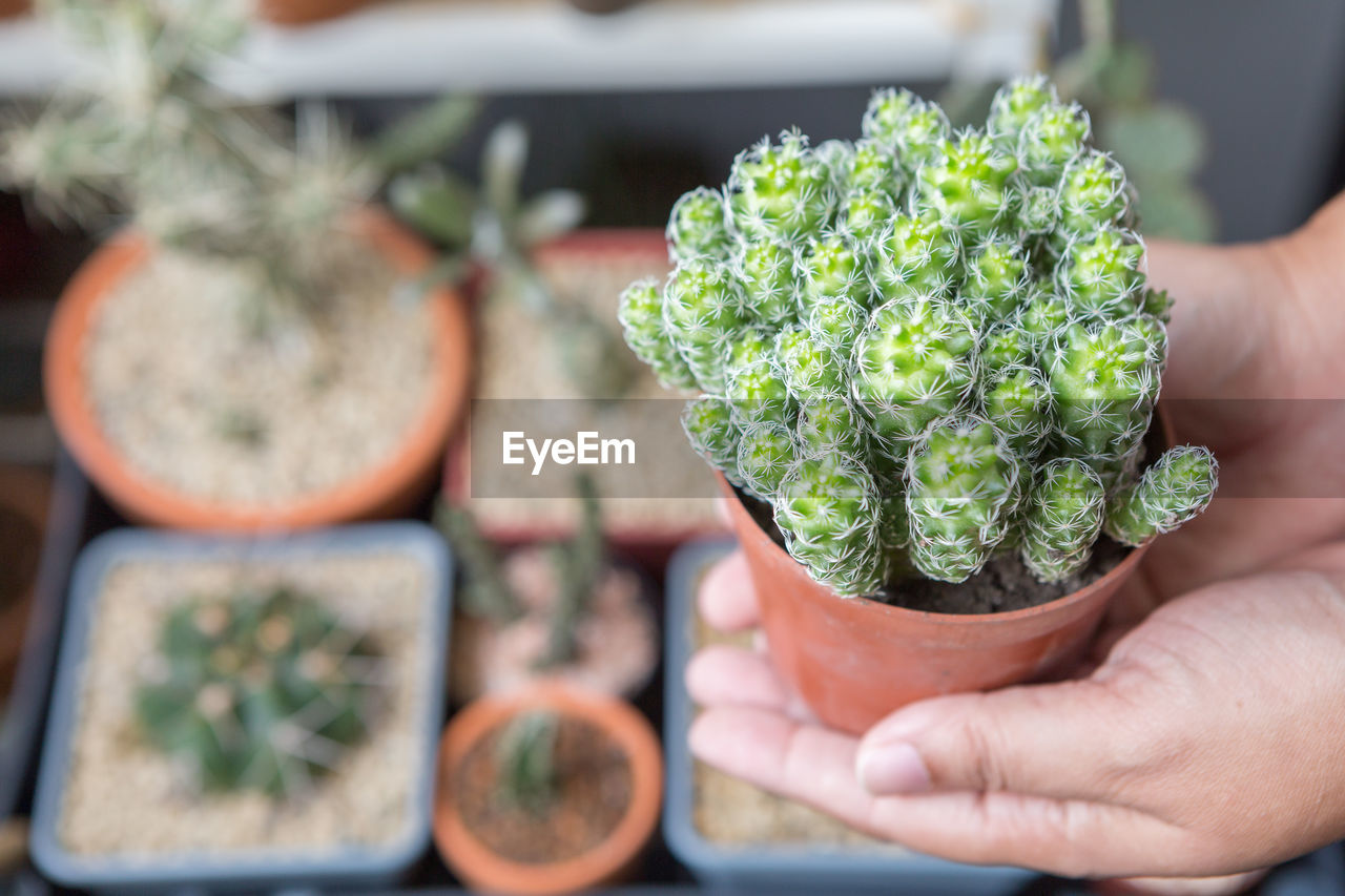 Hand holding mammillaria gracilis cactus in a pot with sun light on blurred background