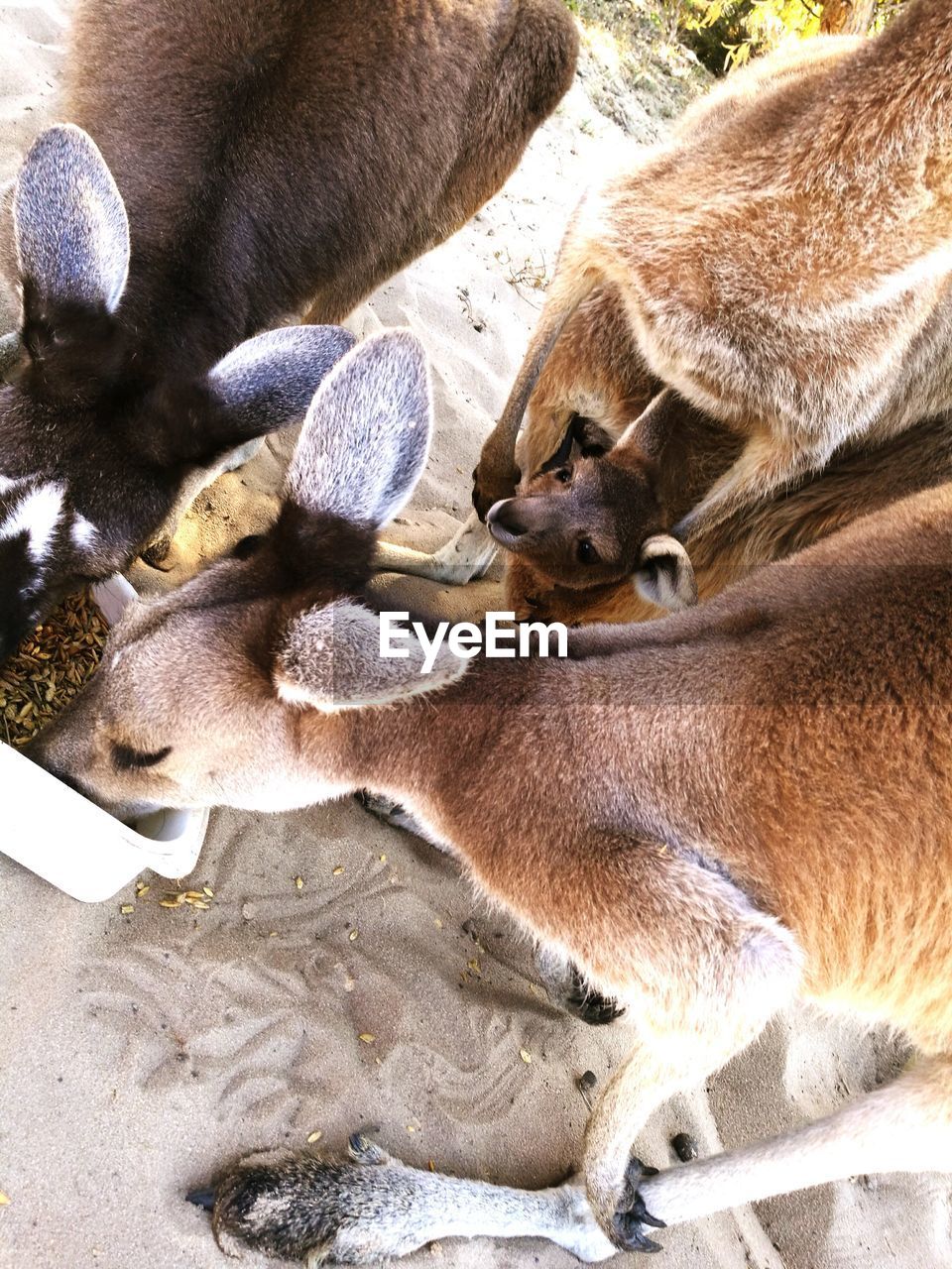 High angle view of kangaroos eating food on sand