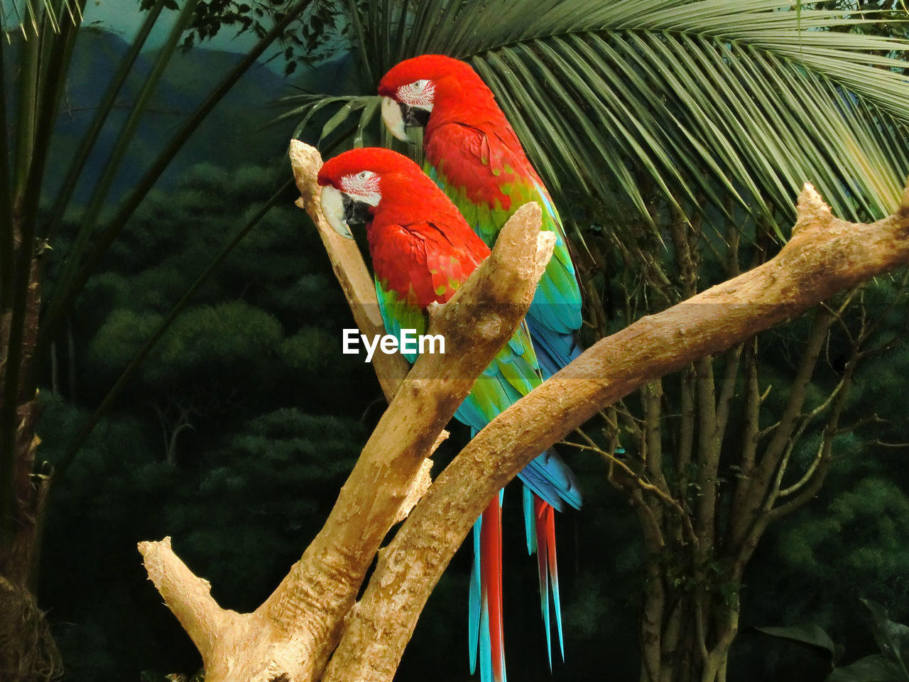 PARROT PERCHING ON TREE