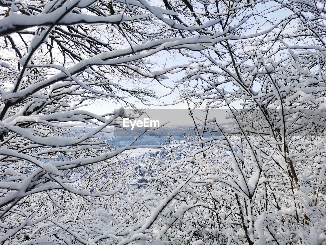 winter, tree, cold temperature, snow, branch, frost, bare tree, plant, nature, no people, beauty in nature, freezing, tranquility, frozen, day, scenics - nature, white, ice, low angle view, tranquil scene, land, environment, outdoors, sky, non-urban scene, backgrounds, full frame, forest, winter storm, landscape, idyllic